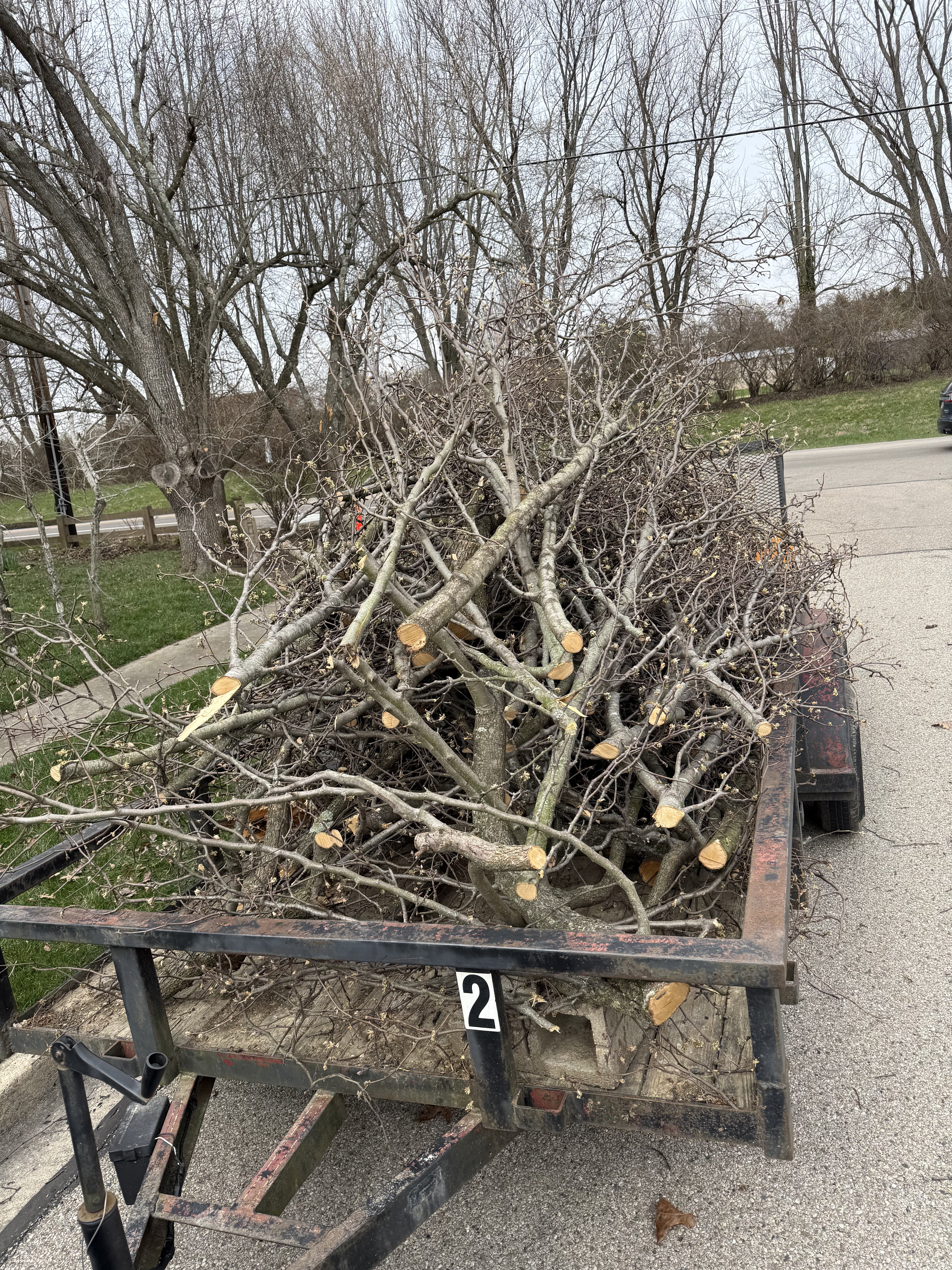 Large mature tree with brush pile and cutting equipment