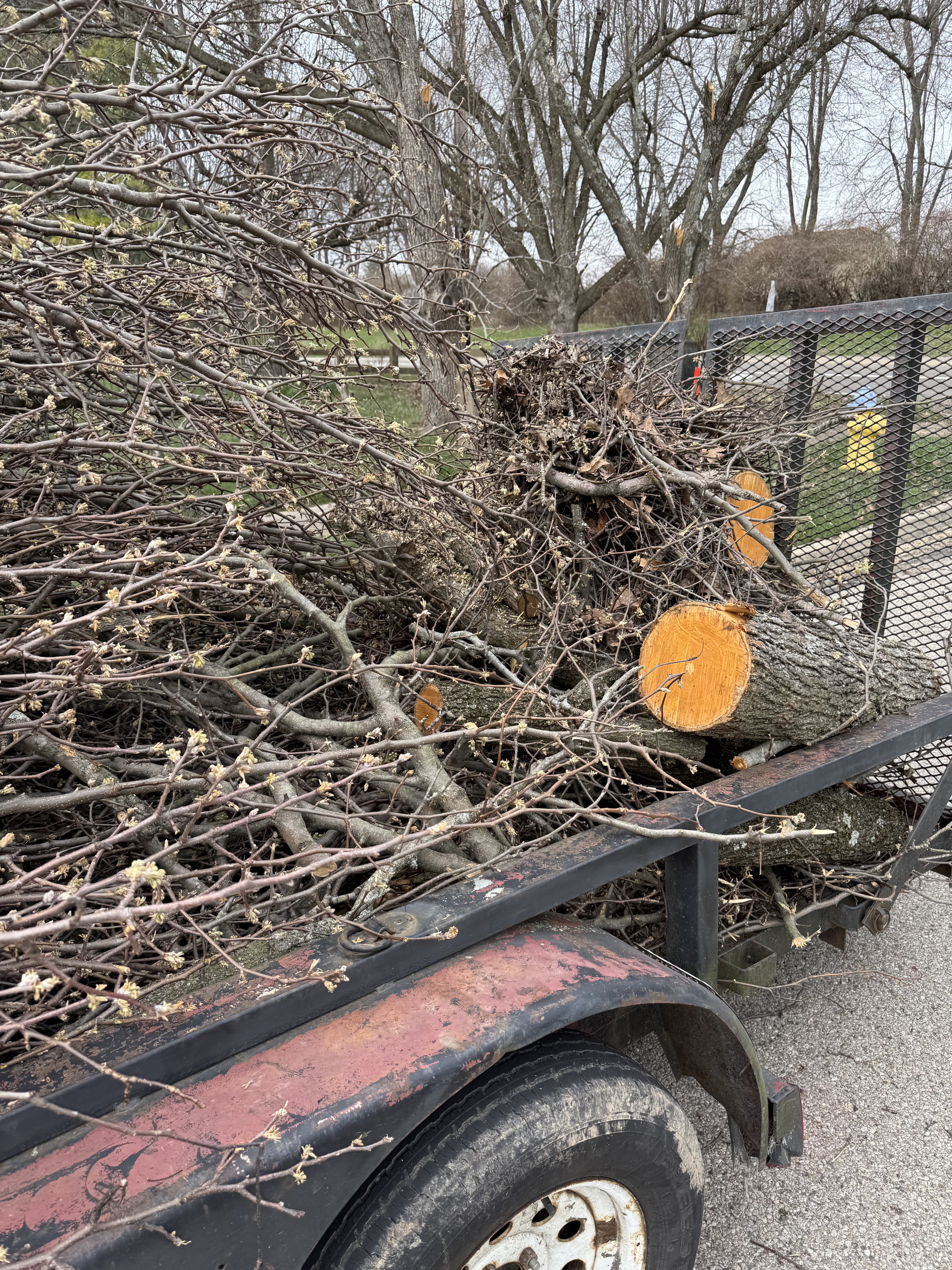 Marked tree ready for removal