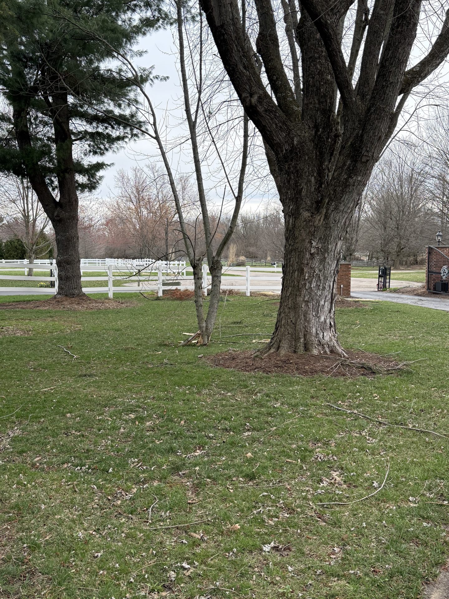 Mature shade tree on a maintained lawn